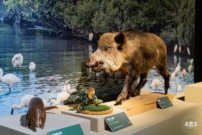 深圳新展【熊猫时代】
