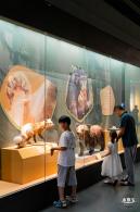 深圳新展【熊猫时代】