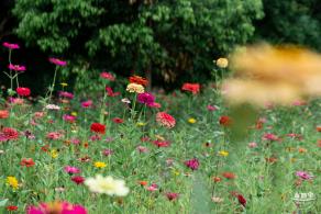 铁仔山公园花海