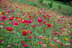 铁仔山公园花海