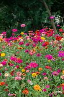 铁仔山公园花海