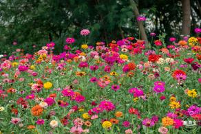 铁仔山公园花海