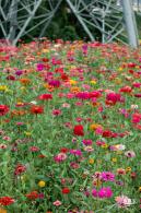 铁仔山公园花海