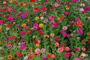 铁仔山公园花海