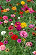 铁仔山公园花海