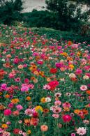 铁仔山公园花海