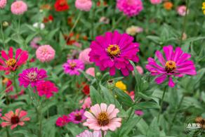 铁仔山公园花海