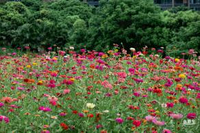 铁仔山公园花海