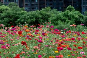 铁仔山公园花海
