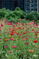 铁仔山公园花海