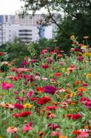 铁仔山公园花海