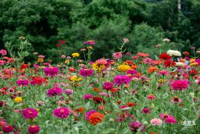 铁仔山公园花海