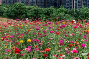 铁仔山公园花海