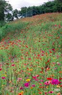 铁仔山公园花海
