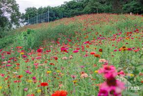 铁仔山公园花海