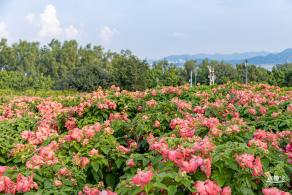 流花山花海