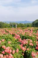 流花山花海