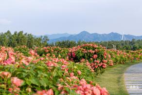 流花山花海