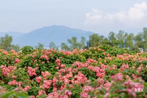 流花山花海