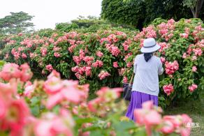 流花山花海