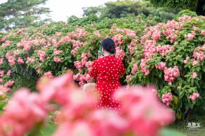 流花山花海