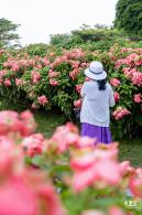 流花山花海