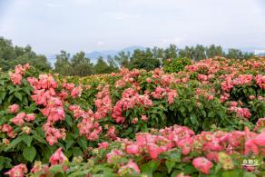 流花山花海