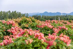 流花山花海
