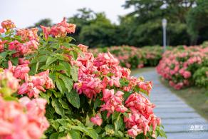 流花山花海