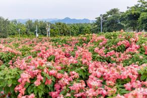 流花山花海