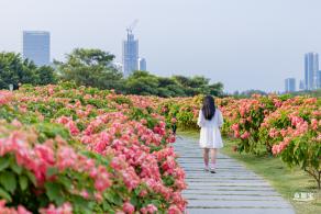 流花山花海