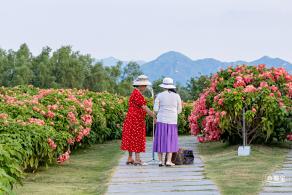流花山花海
