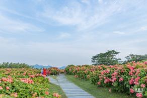 流花山花海