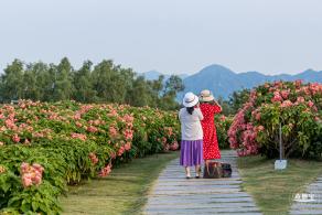 流花山花海