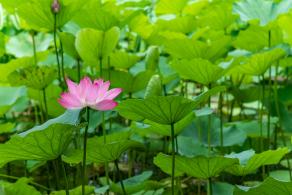 荷花