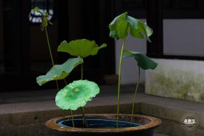 醉白池