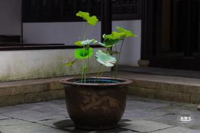醉白池