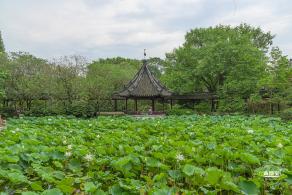 醉白池