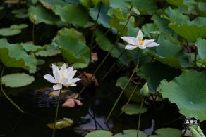 醉白池