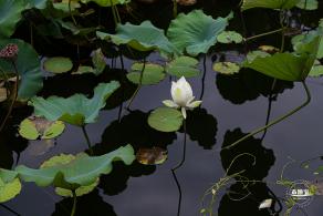 醉白池