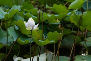 醉白池