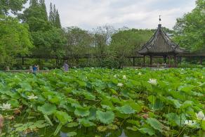 醉白池