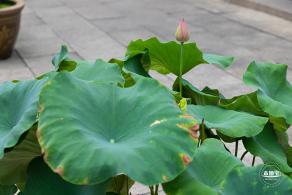 醉白池