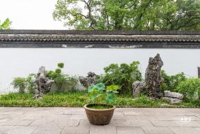 醉白池