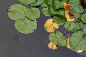 醉白池