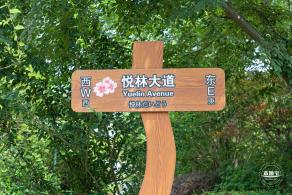 顾村公园