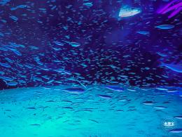 海昌海洋公园