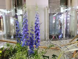 上海花展徐汇分会场