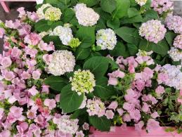 上海花展徐汇分会场
