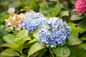 上海花展